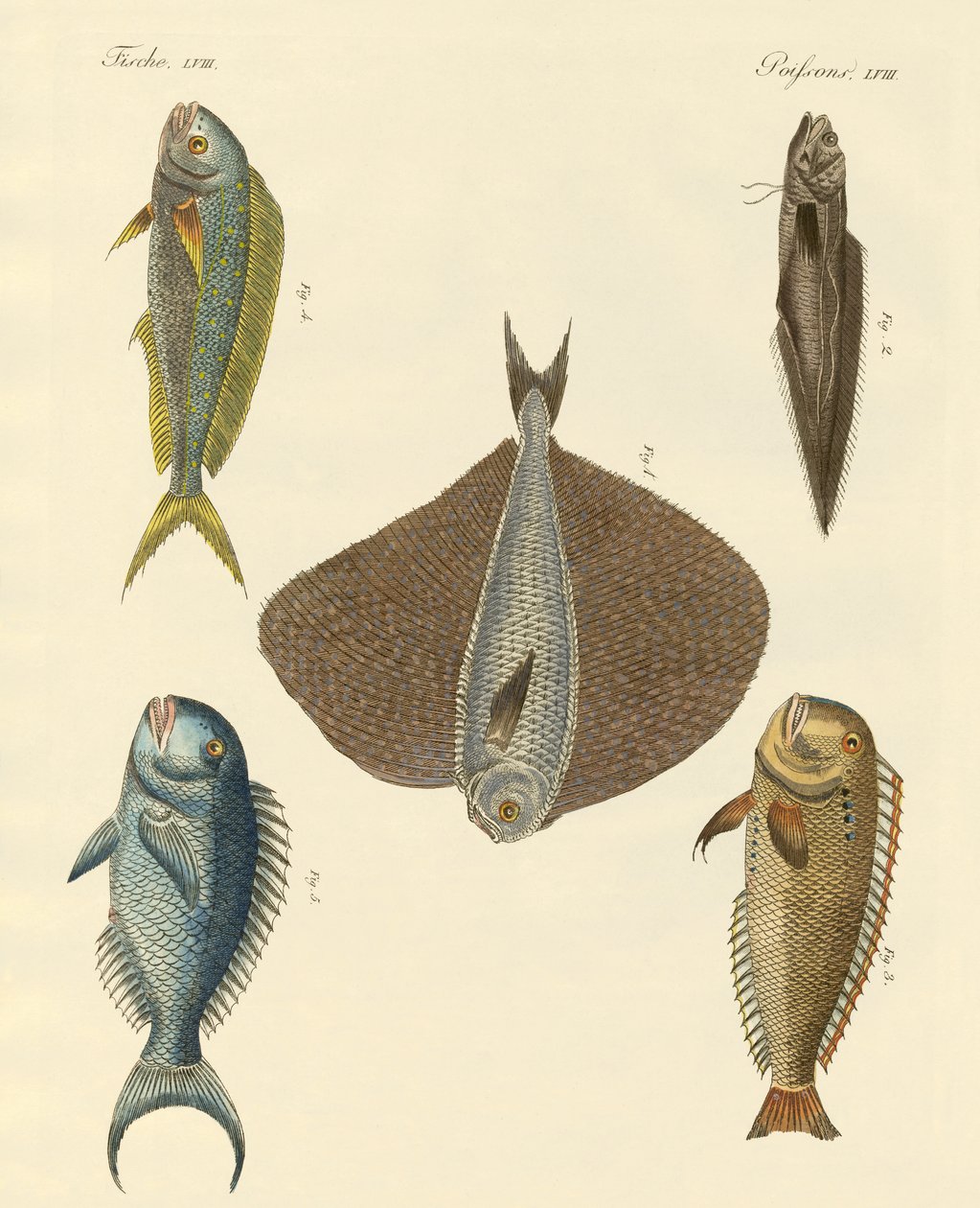 Lindo peixe de German School