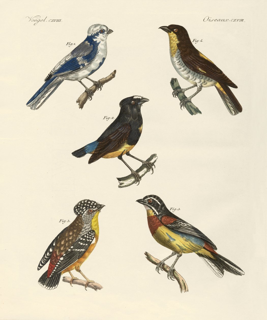 Belas aves estrangeiras (gravura colorida) de German School