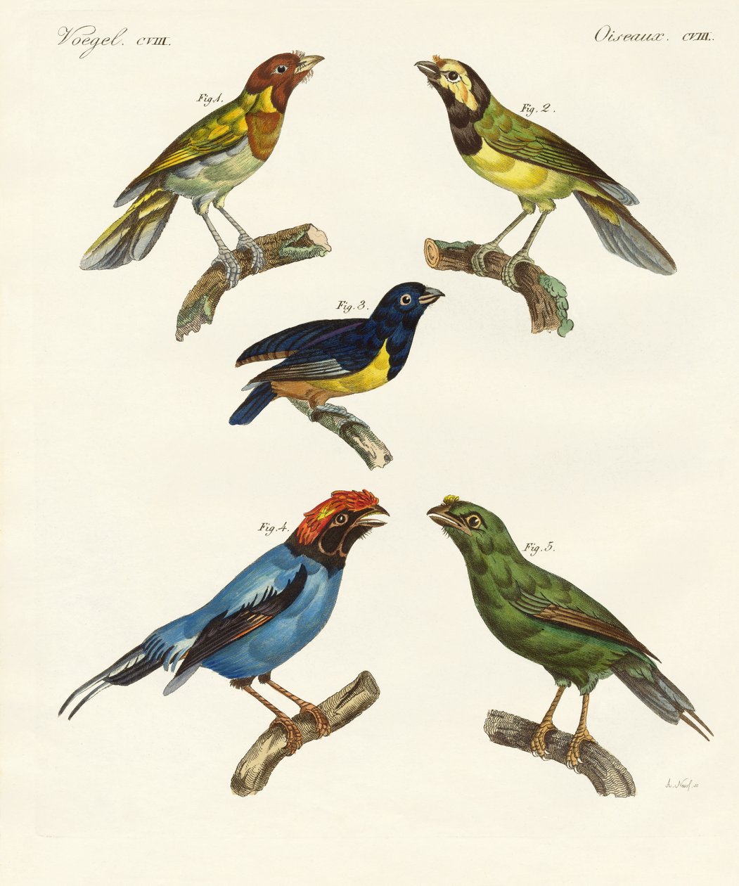 Belas aves estrangeiras (gravura colorida) de German School