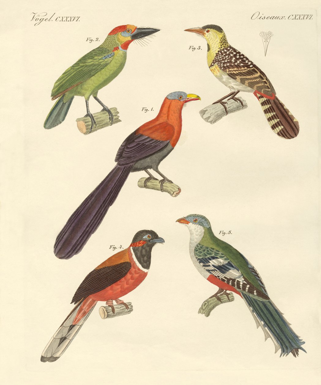 Belas aves estrangeiras (gravura colorida) de German School