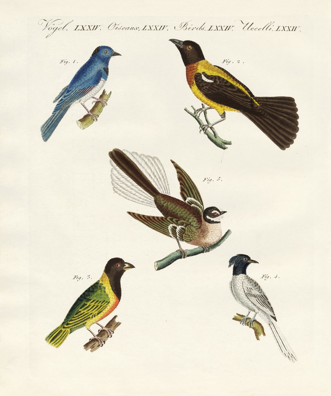Belas aves estrangeiras (gravura colorida) de German School