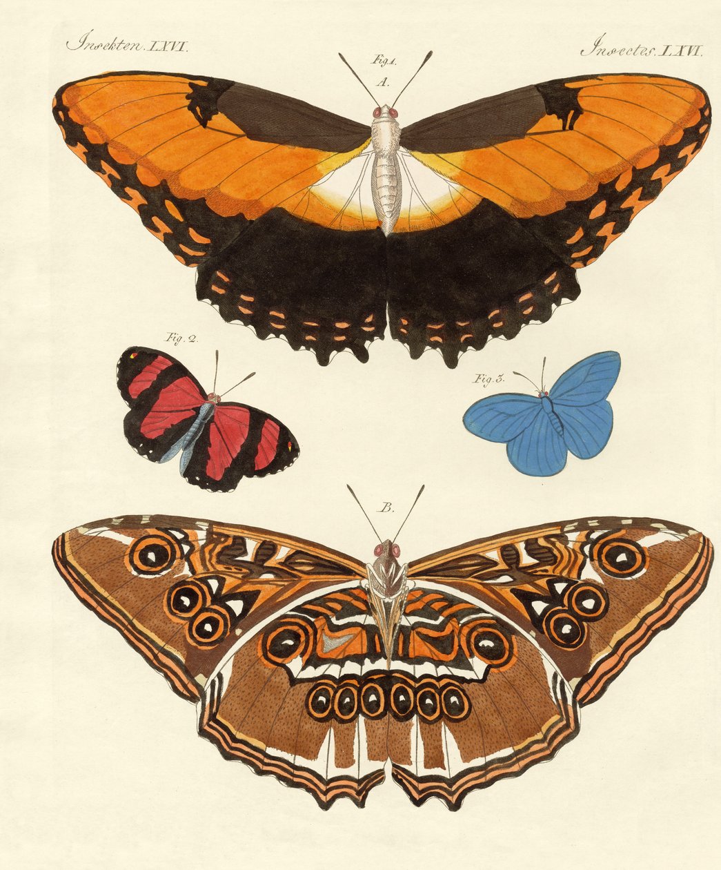 Belas borboletas estrangeiras (gravura colorida) de German School