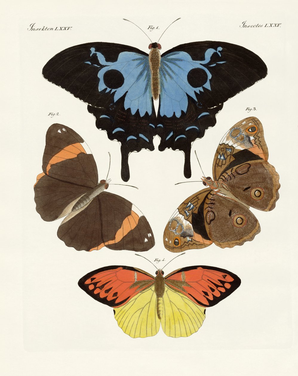 Belas borboletas estrangeiras (gravura colorida) de German School
