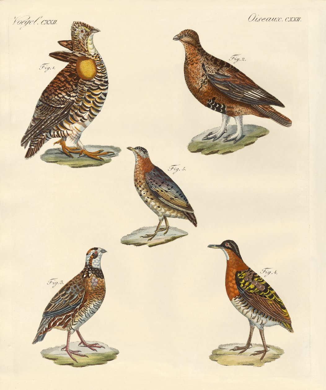 Pássaros lindos como galinhas (gravura colorida) de German School