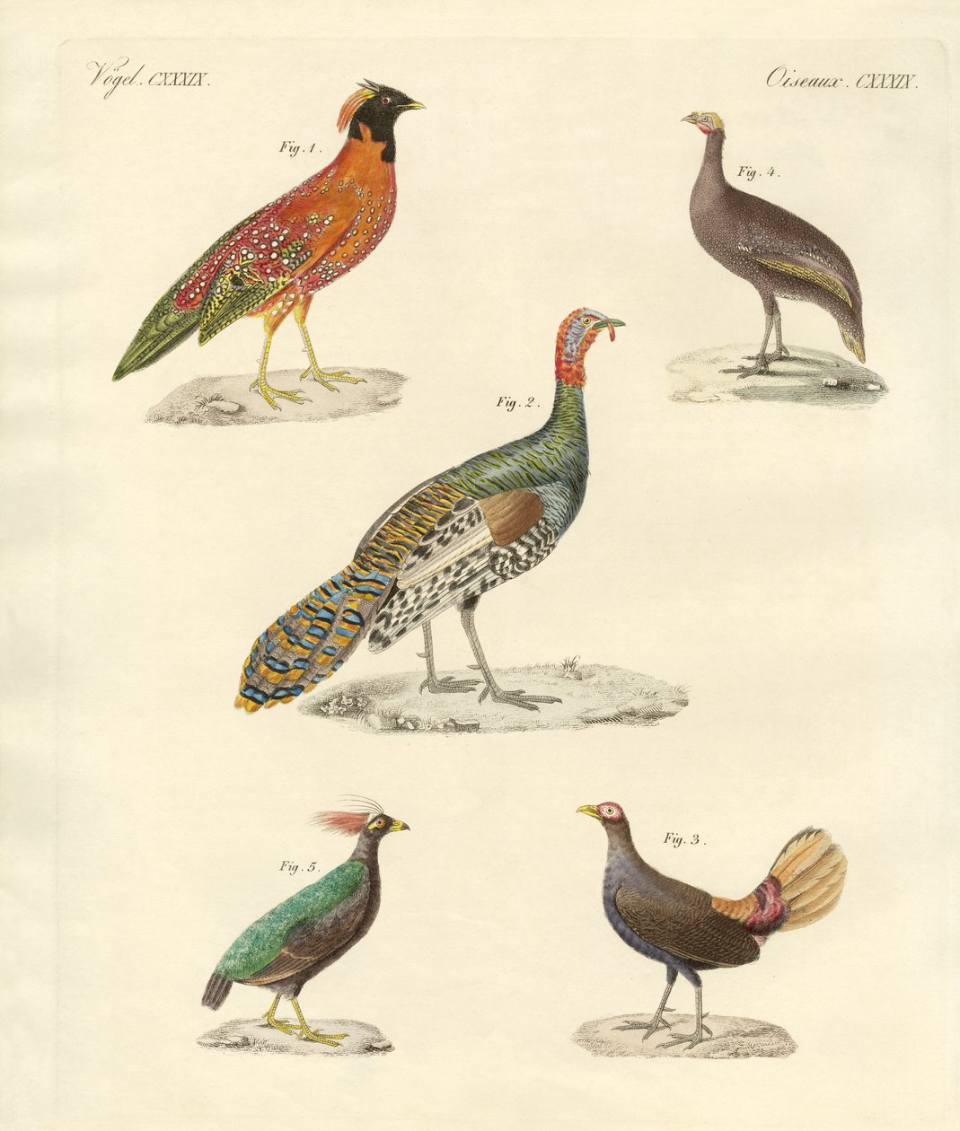 Pássaros lindos como galinhas (gravura colorida) de German School