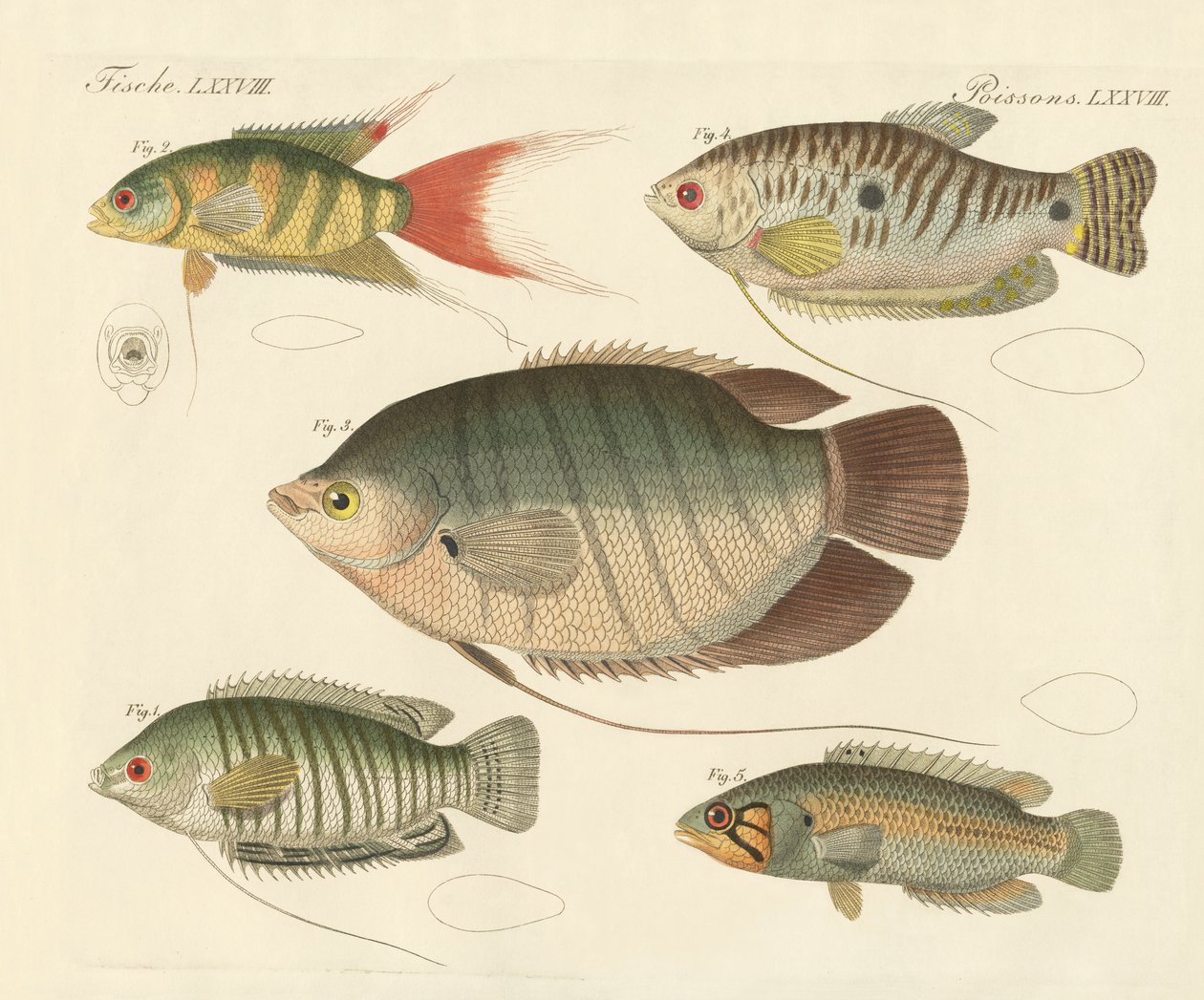 Lindos peixes novos (gravura colorida) de German School