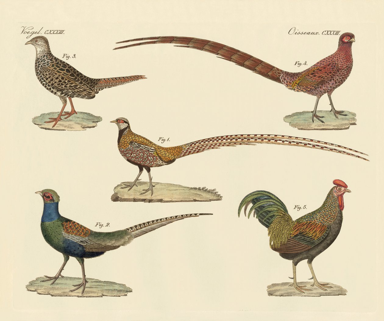 Belos faisões (gravura colorida) de German School