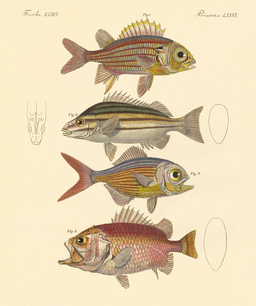Lindos peixes de mar (gravura colorida) de German School
