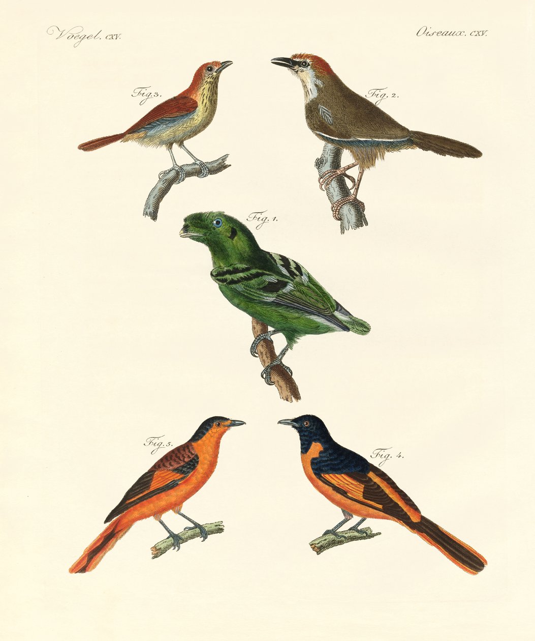 Lindas e estranhas aves estrangeiras (gravura colorida) de German School