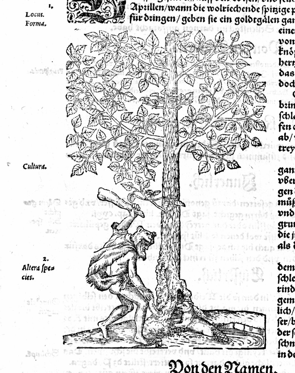 Beaver Hunt - em "De stirpium" por Hieronimus Bock. 1572. de German School