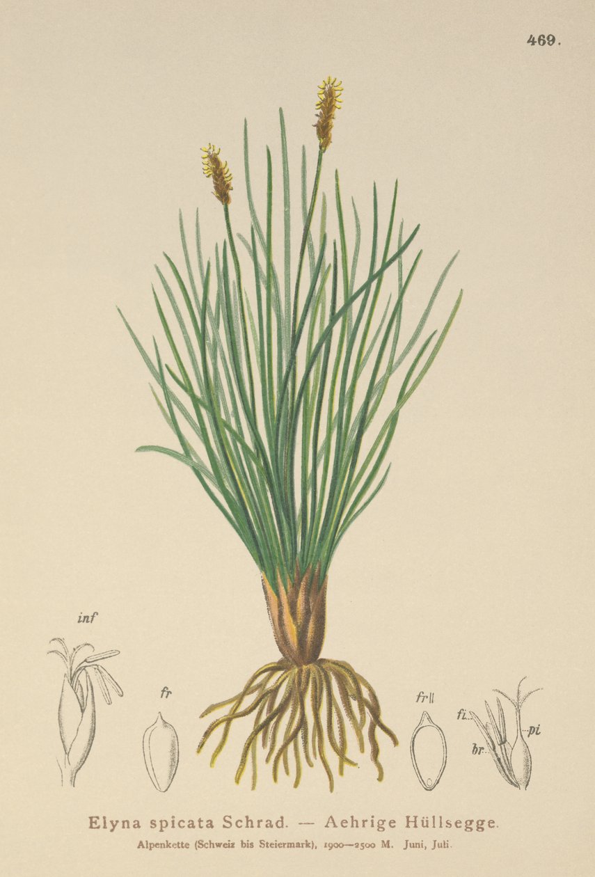 Bellardis pântano (Kobresia myosuroides, Elyna myosuroides, Kobresia bellardii, Elyna bellardii, Elyna scirpina, Elyna spicata) de German School