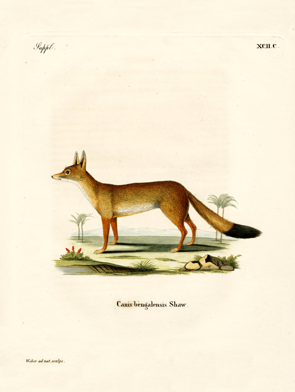 Raposa Bengala (gravação a cores) de German School