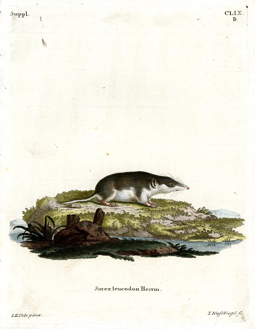 Bicolor Shrew (gravura colorida) de German School