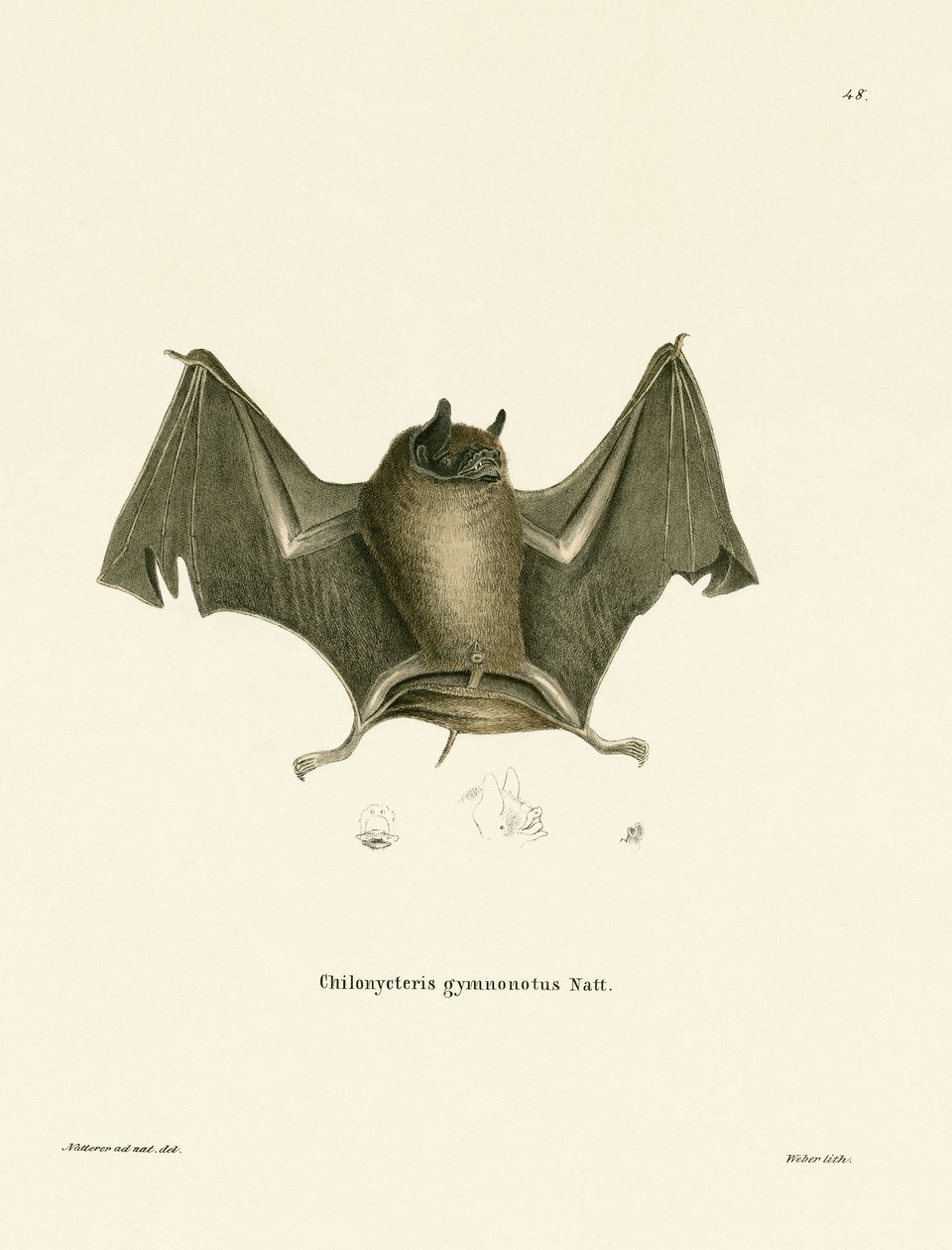 Big Naked-backed Bat (gravura colorida) de German School