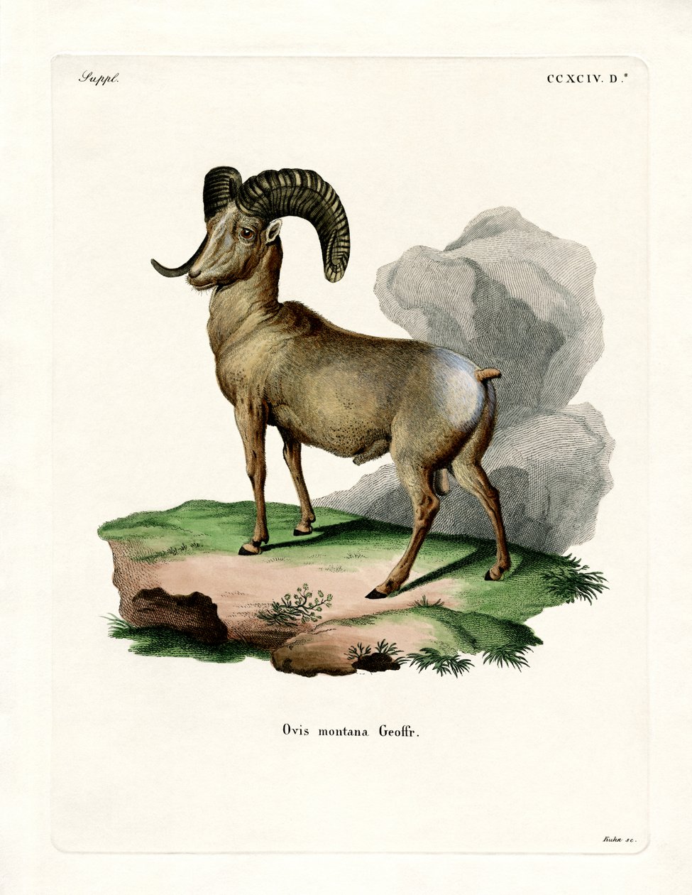 Bighorn Sheep (gravura colorida) de German School