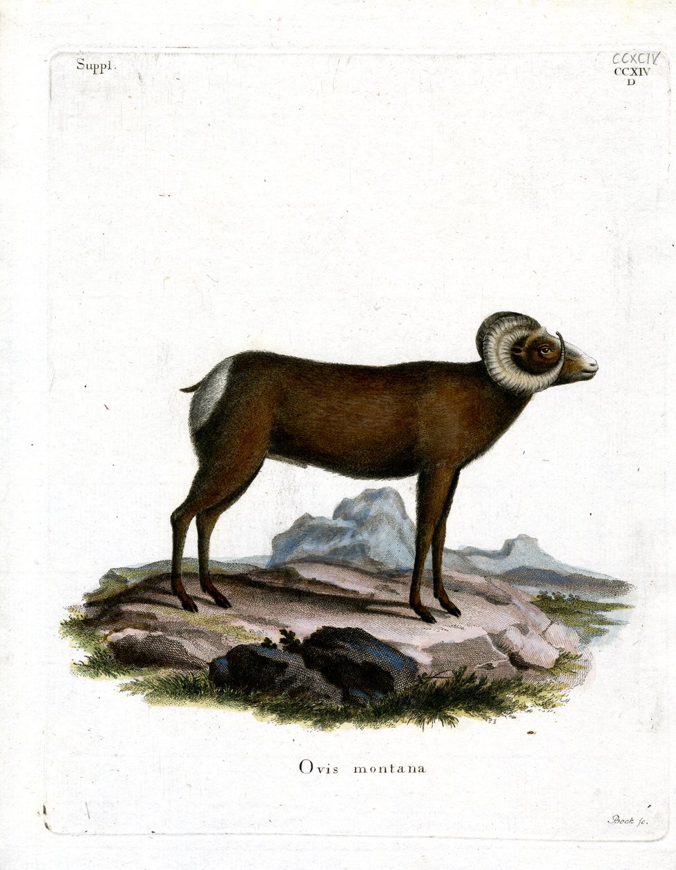 Bighorn Sheep (gravura colorida) de German School