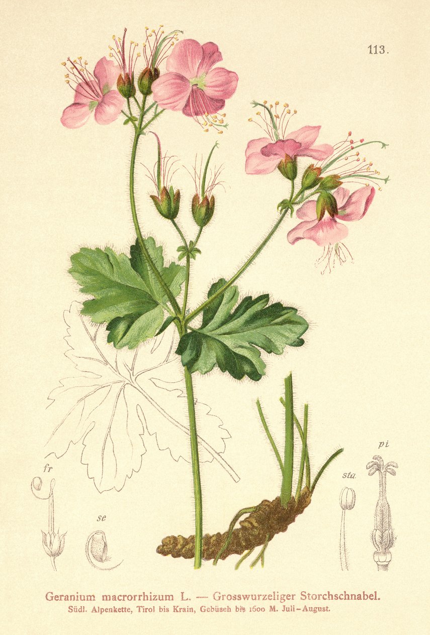 Gerânio Bigroot (macrorrhizum de gerânio) de German School