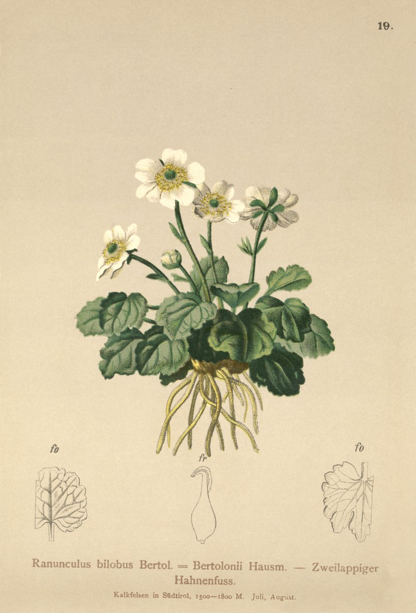 Buttercup de Bilobo (Ranunculus bilobus, Ranunculus Bertolonii) de German School