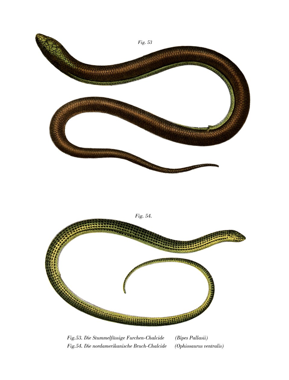 Bipes Pallasii (cor litho) de German School