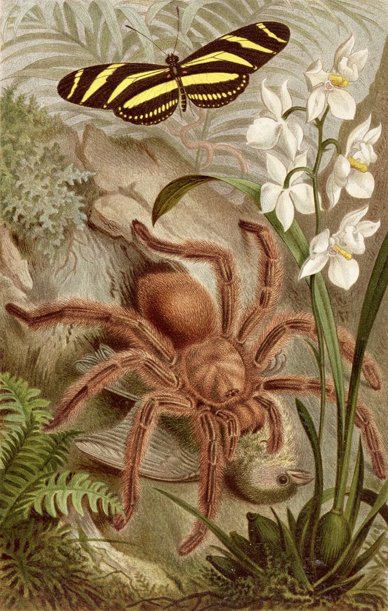 Bird Spider, álbum de Brehms Tierleben: Allgemeine Kunde des Tierreichs, vol. 9, p.698, publicado pelo Bibliographisches Institut, 1892 de German School