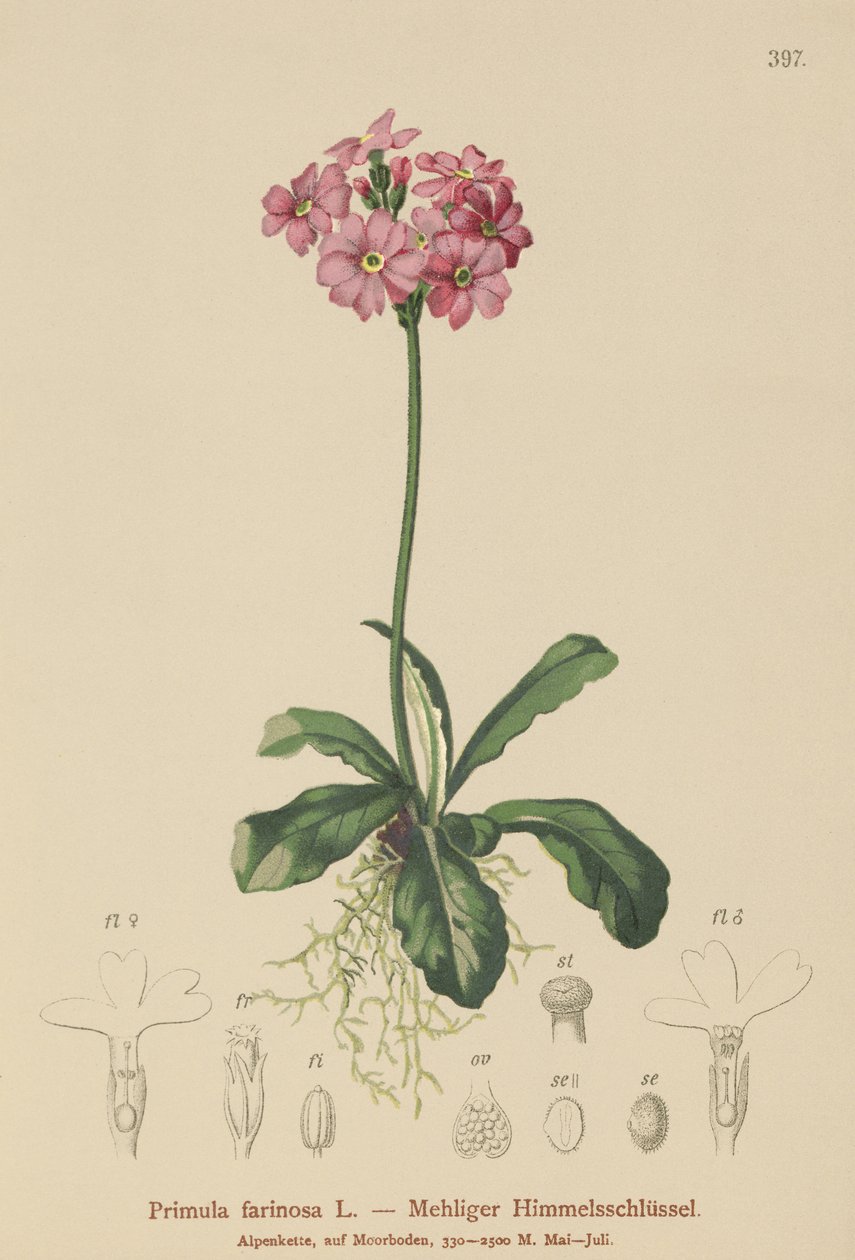 Prímula-olho-de-passarinho (Primula farinosa) de German School