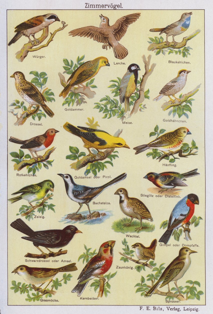 Aves (litografia a cores) de German School