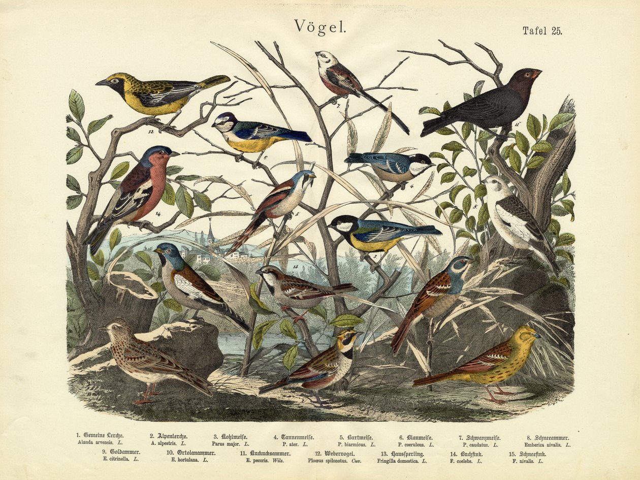 Aves, c.1860 de German School