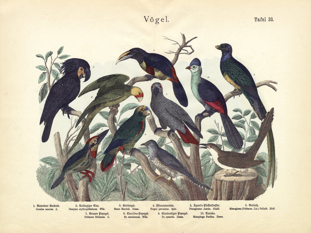 Aves, c.1860 de German School