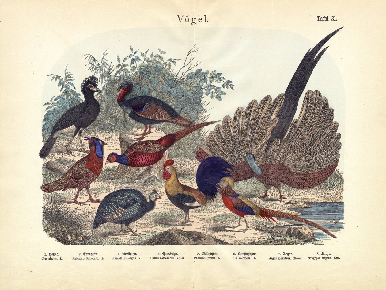 Aves, c.1860 de German School