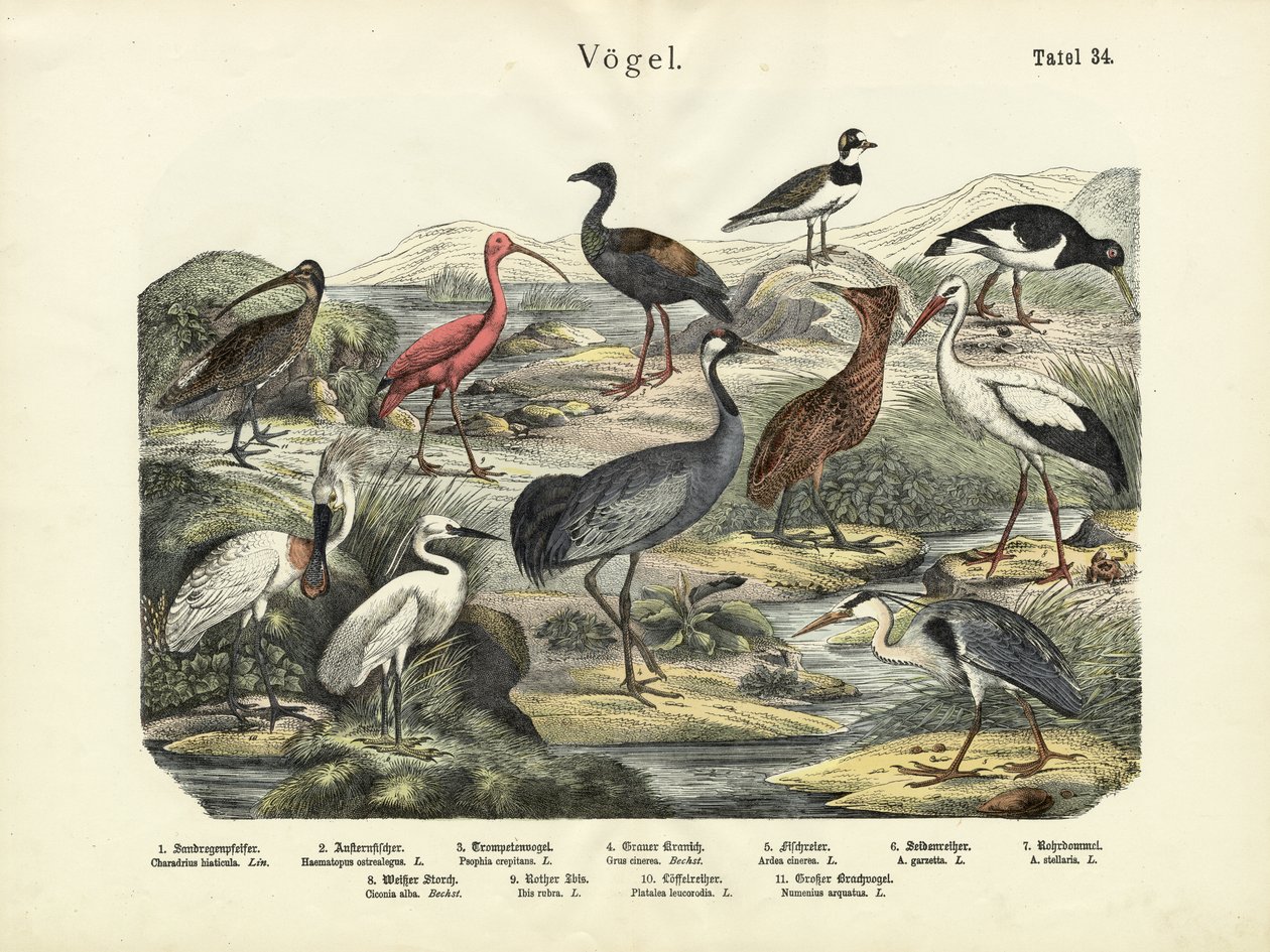 Aves, c.1860 de German School