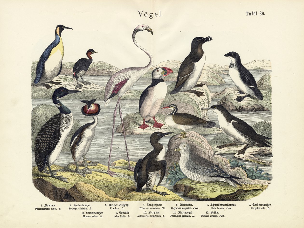 Aves, c.1860 de German School