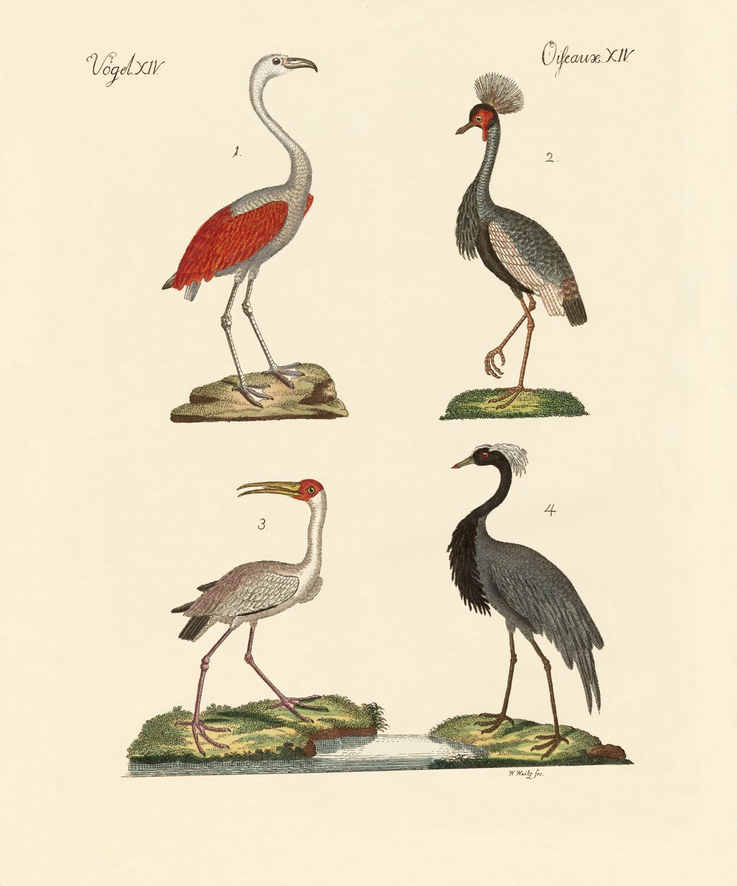 Aves de países quentes de German School