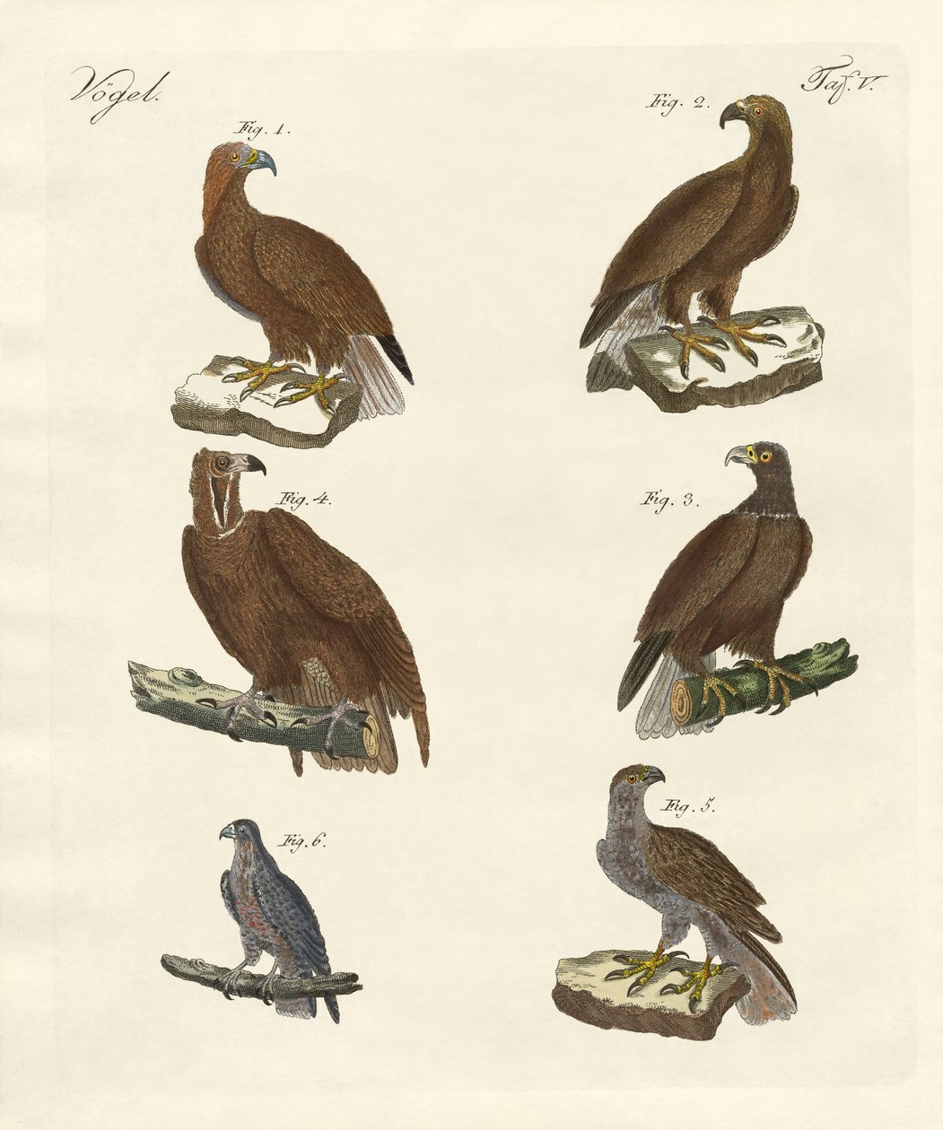 Aves de Rapina de German School