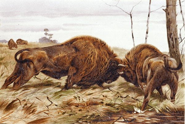 Bison, prato de "Brehms Tierleben": Allgemeine Kunde des Tierreichs", vol. 3, p. 260, publicado pelo Bibliographisches Institut de German School