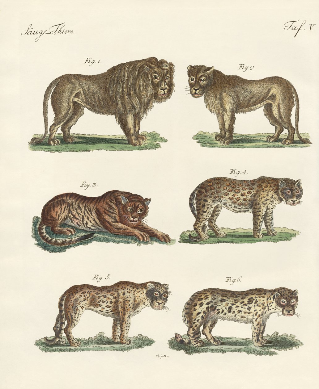 Morder animais de German School