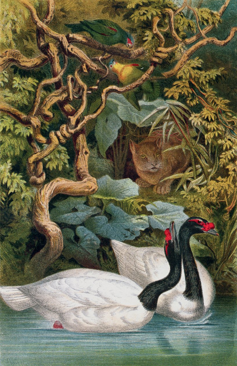 Cisne de pescoço preto, registro de Brehms Tierleben: Allgemeine Kunde des Tierreichs, vol.6, p.598, publicado pelo Bibliographisches Institut, 1892 de German School