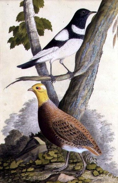 Turdus ruficollis e Perdiz (Perdix perdix), c.1740 (aguarela sobre papel) de German School