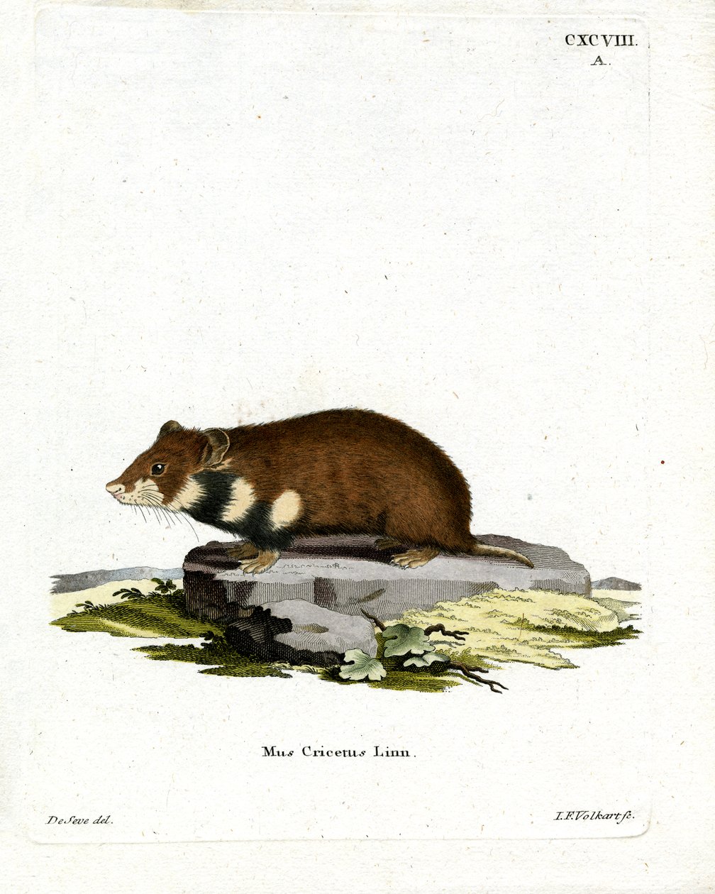 Hamster de barriga preta (gravação a cores) de German School