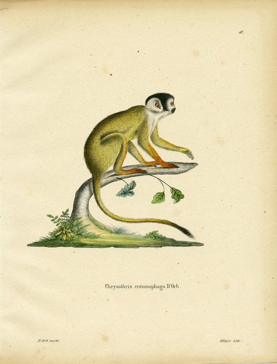 Macaco Esquilo de Cabeça Preta (gravação a cores) de German School