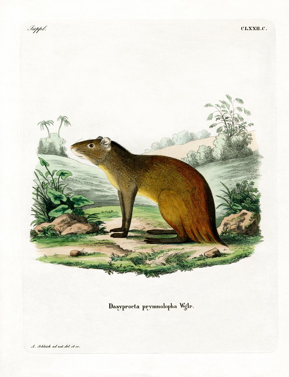 Agouti de cor preta (gravação a cores) de German School