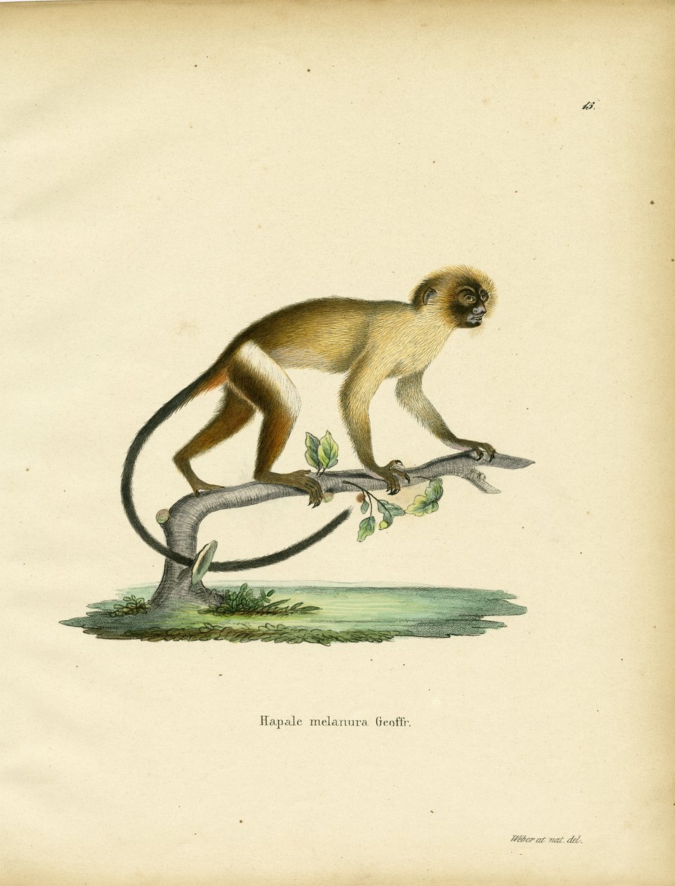 Marmoset-de-cauda-preta de German School