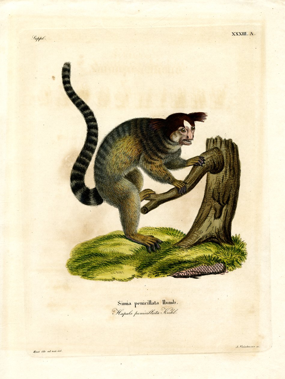 Marmoset de embutir a preto (gravação colorida) de German School