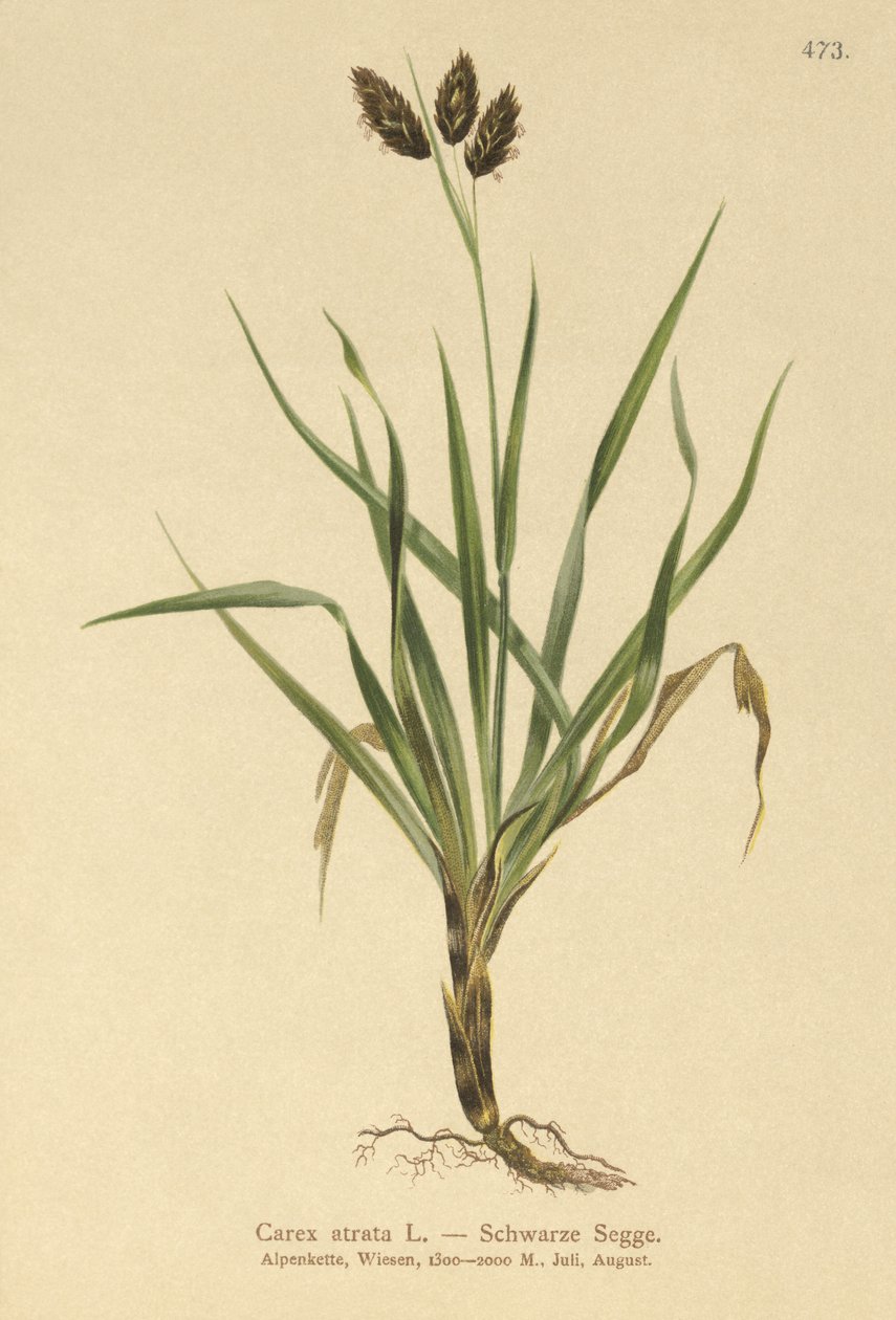 Alpino-carriço-preto (Carex atrata) de German School