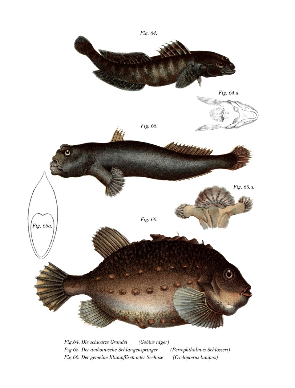 Goby Preto (cor litho) de German School
