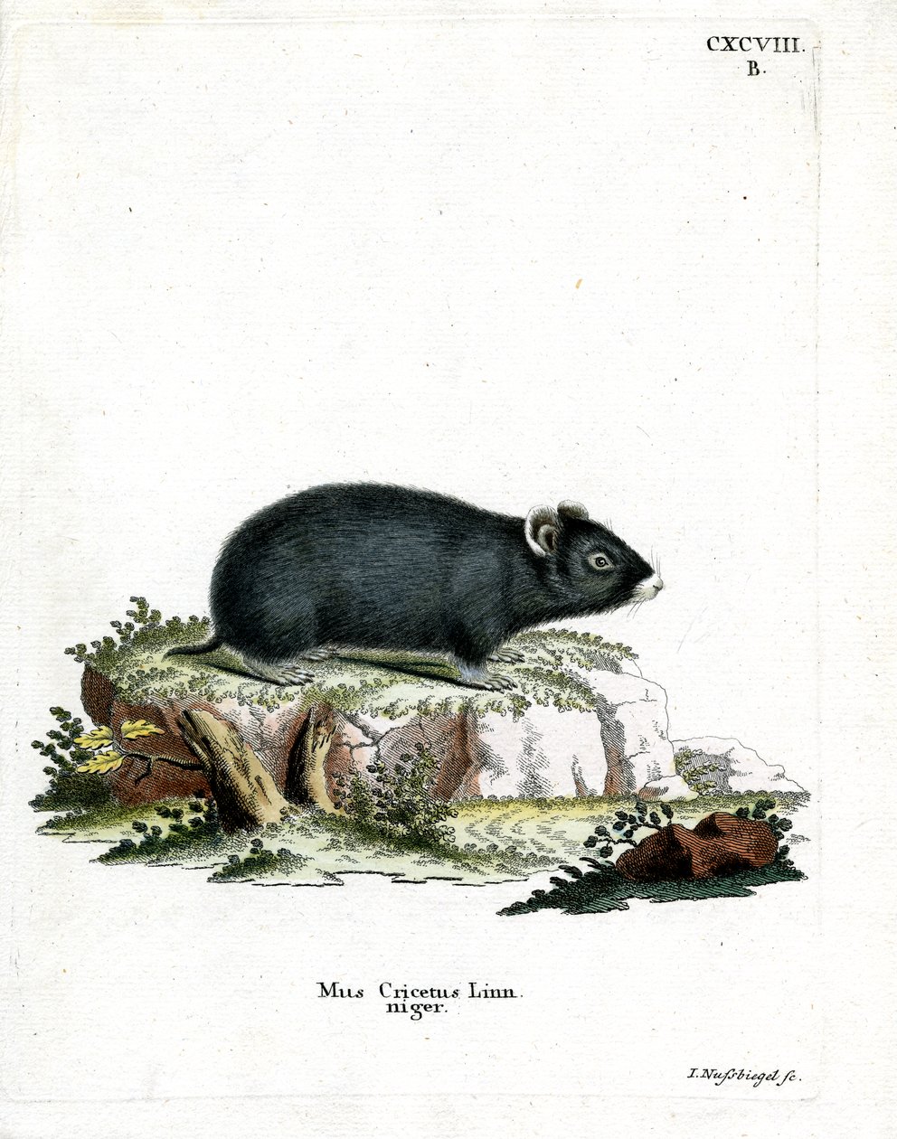 Black Hamster (gravação a cores) de German School
