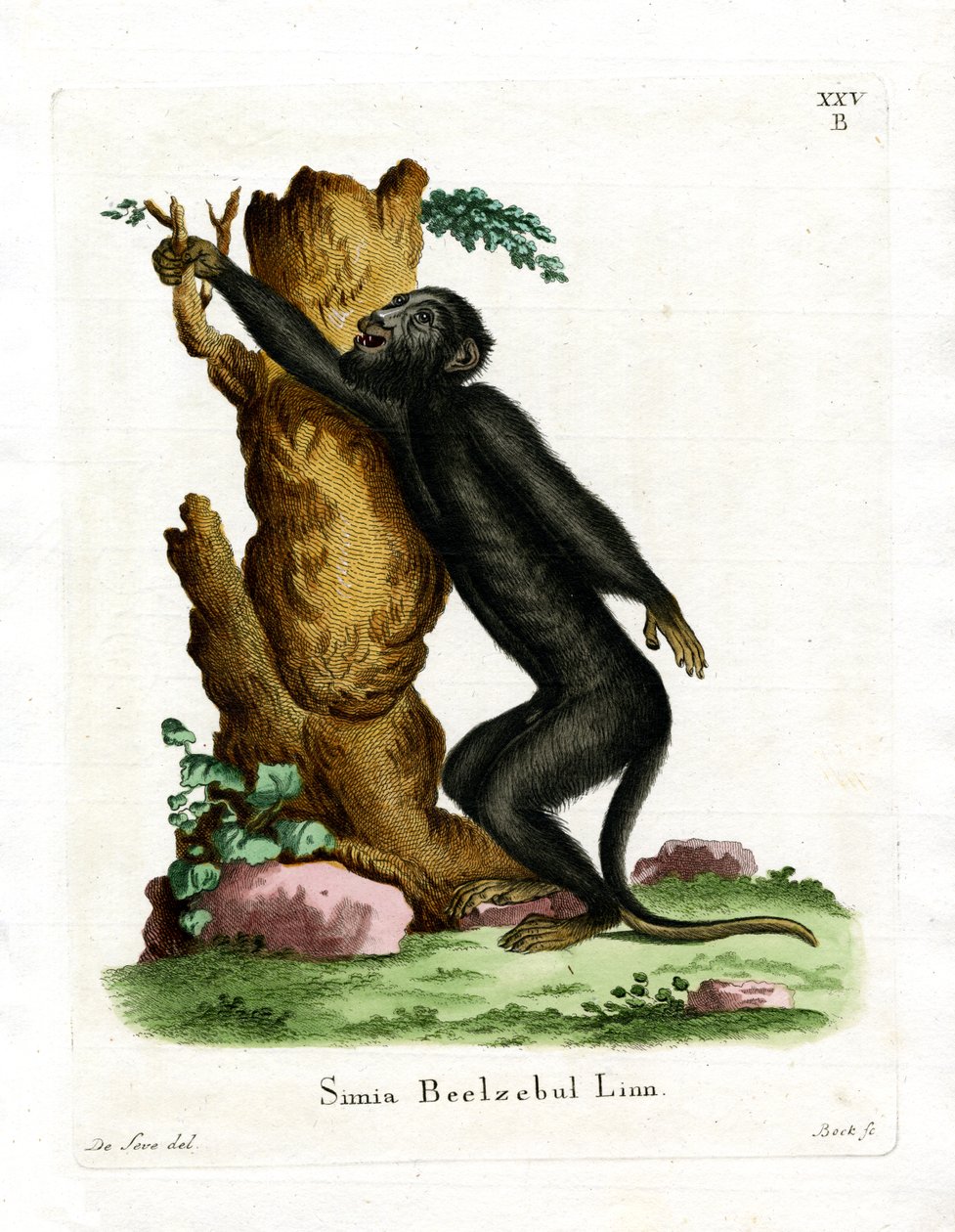 Black Howler (gravação a cores) de German School