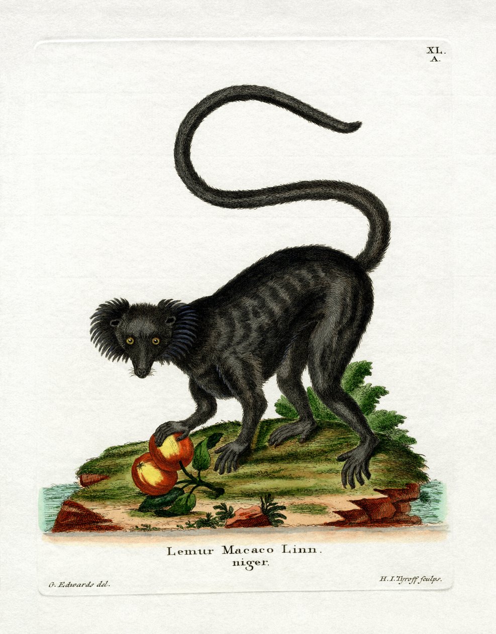 Lemur Preto (gravação a cores) de German School