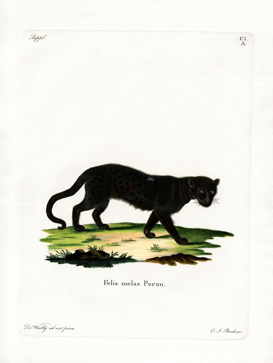 Leopardo Preto (gravação a cores) de German School
