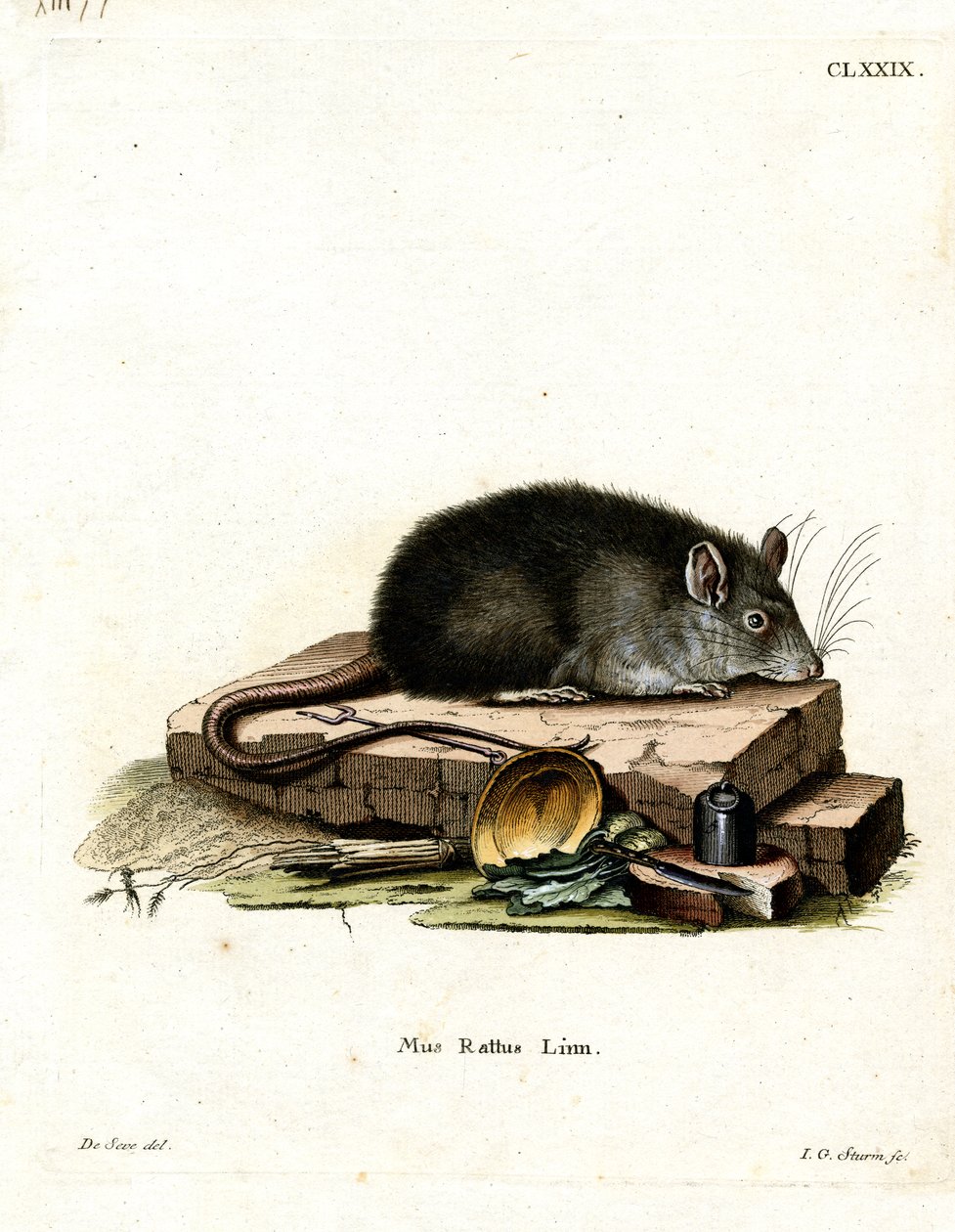 Rato Preto (gravação a cores) de German School
