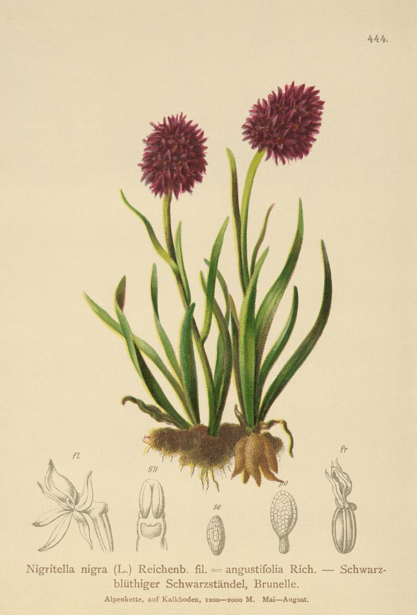 Orquídea de baunilha preta (Nigritella nigra, Nigritella angustifolia) de German School